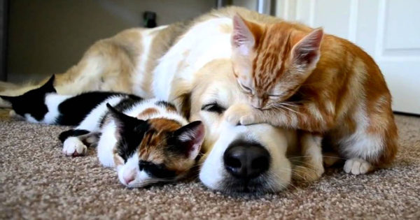 Αυτές οι 5 ράτσες σκύλων μπορούν να συνυπάρξουν εύκολα με γάτες