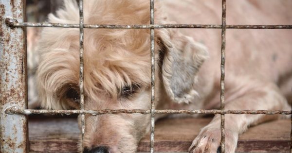 Η Καλιφόρνια γίνεται η πρώτη πολιτεία των ΗΠΑ όπου τα pet shop θα πουλάνε μόνο ζώα από καταφύγια