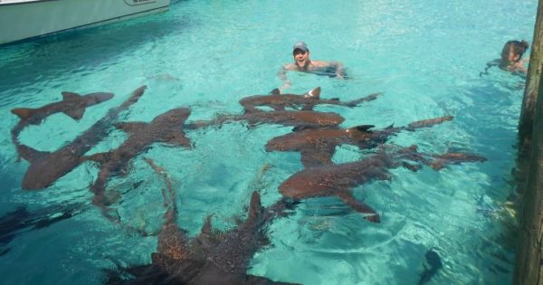 Κολυμπώντας σε μια πισίνα γεμάτη καρχαρίες