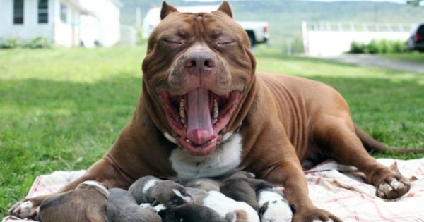 Το μεγαλύτερο pit bull στον κόσμο, έγινε μπαμπάς! Τα κουτάβια του κοστίζουν πάνω από 500.000 δολάρια! (βίντεο)