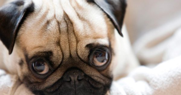 Βίντεο: Πως η ανθρώπινη παρεμβατικότητα… κατέστρεψε ορισμένες ράτσες σκύλων