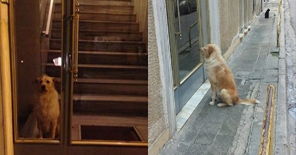 Ο Χάτσικο από το Κουκάκι: Πέθανε ο ιδιοκτήτης του και ο σκύλος τον περίμενε έξω από την πόρτα, Η πίστη του ζώου έχει προκαλέσει ρίγη συγκίνησης!