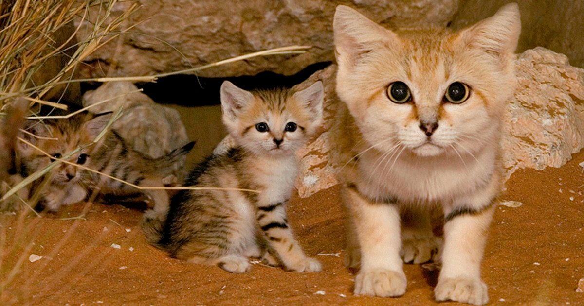 sand-cats-kittens-forever-fb