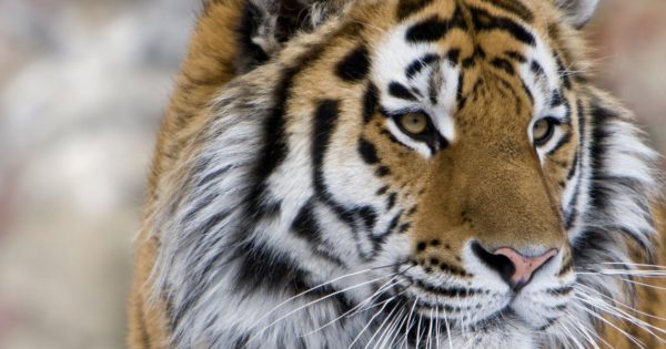 Εντυπωσιακό βίντεο: Drone καταγράφει τις άγριες τίγρεις της Σιβηρίας!