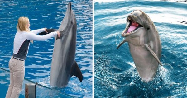 Φάλαινες και δελφίνια μοιάζουν με τους ανθρώπους. Έχουν ονόματα, μιλούν διαλέκτους και κουτσομπολεύουν