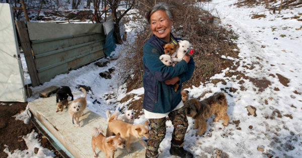 Γυναίκα από την Νότια Κορέα μεγαλώνει τα 200 σκυλιά που έσωσε από τον θάνατο