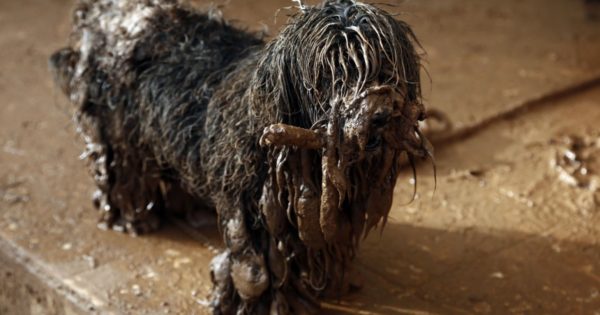 Ο σκύλος-επιζών στη Μάνδρα: Λασπωμένος αλλά ζωντανός και αυτό γιατί δεν τον εγκατέλειψαν