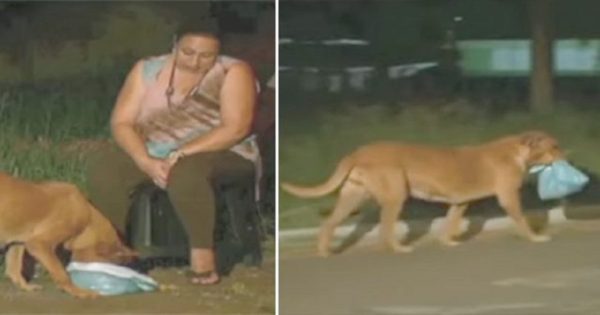 Γυναίκα ακολούθησε σκύλο για να δει που πήγαινε το φαγητό που του έδινε και πήρε ένα μεγάλο μάθημα ανθρωπιάς