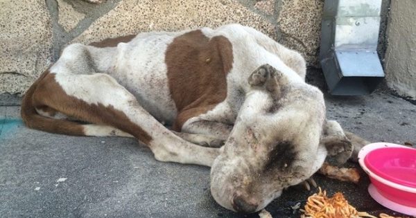 Η φροντίδα σώζει σκύλο που αφέθηκε να πεθάνει στο δρόμο – Δείτε τις φωτογραφίες