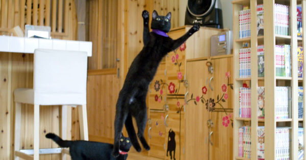Μια επίσκεψη στο μοναδικό καφέ του κόσμου που είναι αφιερωμένο στις μαύρες γάτες