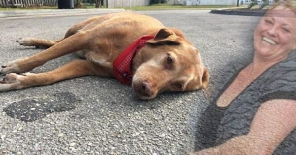 Σκύλος ξαπλώνει στην άσφαλτο για ώρες στο σημείο που σκοτώθηκε η ιδιοκτήτρια του