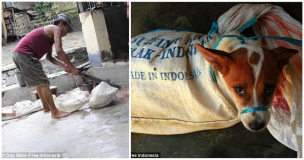 Κάποιος να το κλείσει το κολαστήριο – Κουτάβι κοιτάζει έντρομο τα άλλα σκυλιά να αποκεφαλίζονται σε σφαγείο σκύλων στην Ινδονησία