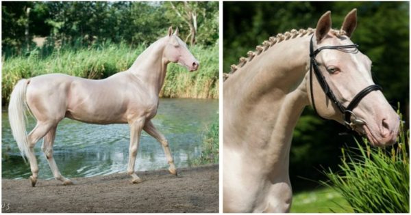 Αυτό το άλογο μοιάζει να το έχουν βυθίσει σε χρυσάφι και είναι γνωστό ως «το ωραιότερο άλογο στον κόσμο»
