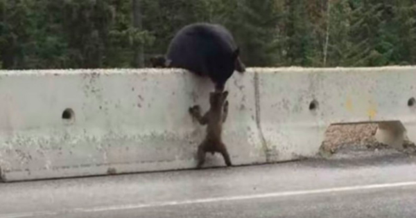 Η συγκινητική στιγμή που η αρκούδα αρπάζει από το κεφάλι το μικρό της που έχει βγει σε εθνικό οδό! (ΒΙΝΤΕΟ)