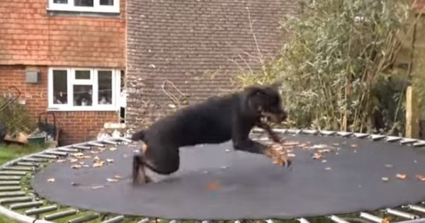 Βίντεο: Σκύλος τα δίνει όλα στο τραμπολίνο!