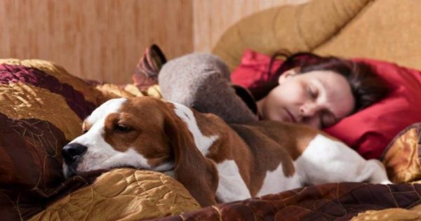 7 πράγματα που συμβαίνουν αν μοιράζεστε το κρεβάτι σας με τον σκύλο σας