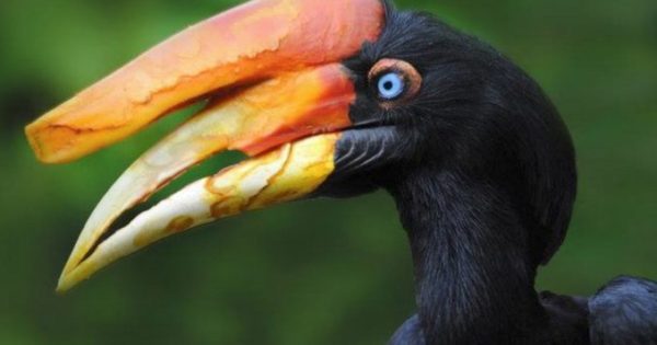 Βίντεο: Τα 10 πιο περίεργα πτηνά που υπάρχον στον κόσμο