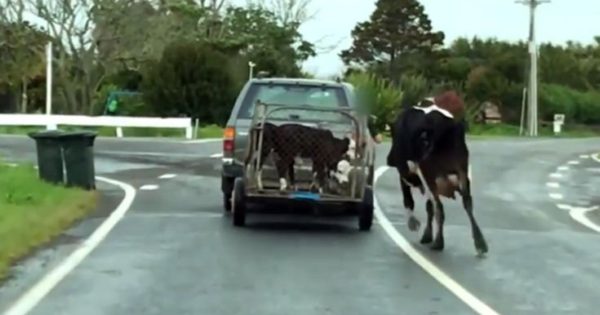 Μητέρα αγελάδα τρέχει πίσω από τα μικρά της στο πιο σπαρακτικό βίντεο της ημέρας