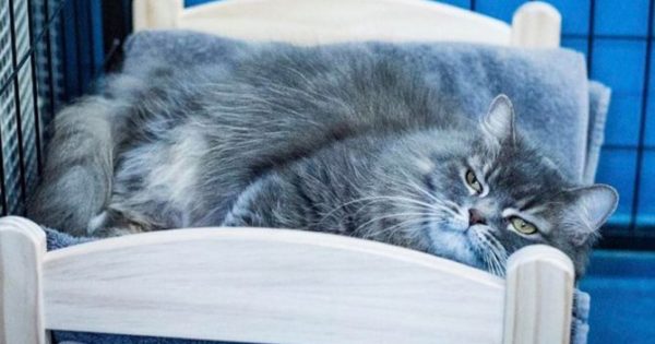 Η ΙΚΕΑ δώρισε κρεβατάκια σε γάτες που μένουν σε καταφύγιο για να μην κοιμούνται μέσα σε κλουβιά