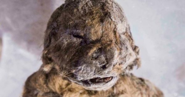 Επιστήμονες θέλουν να «αναστήσουν» λιοντάρι που πέθανε πριν από 50.000 χρόνια