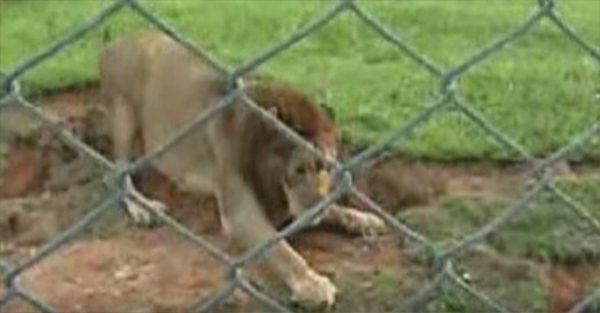 Λιοντάρι που σώθηκε από τσίρκο, αγγίζει το χώμα για πρώτη φορά στη ζωή του!