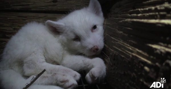 Αρκτικές αλεπούδες φυλακισμένες σε μικροσκοπικά κλουβιά σκοτώνονται με ηλεκτροσόκ για τη γούνα τους
