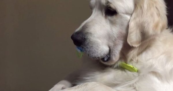 Σκύλος δεν αφήνει να του βγάλουν την πιπίλα (βίντεο)