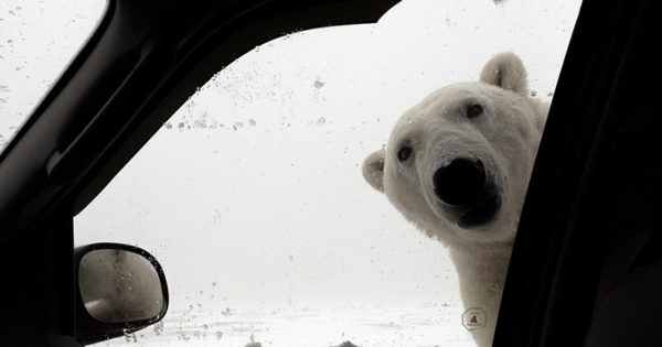 Τι κάνεις αν δεις μια πολική αρκούδα να σε κοιτά από το τζάμι του αυτοκίνητου; (εικόνα)