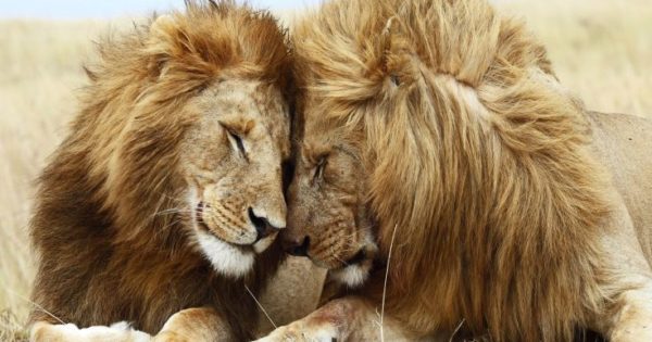 Απίστευτο: Δύο «γκέι» λιοντάρια σε ρομαντική συνεύρεση στην Κένυα