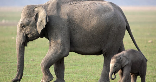 Ερευνητές ζητούν… άδεια εγκυμοσύνης για τις ελεφαντίνες