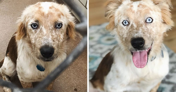 Υιοθέτησε σκύλο για τα γενέθλιά της κι οι φωτογραφίες του πριν και του μετά μιλάνε από μόνες τους!