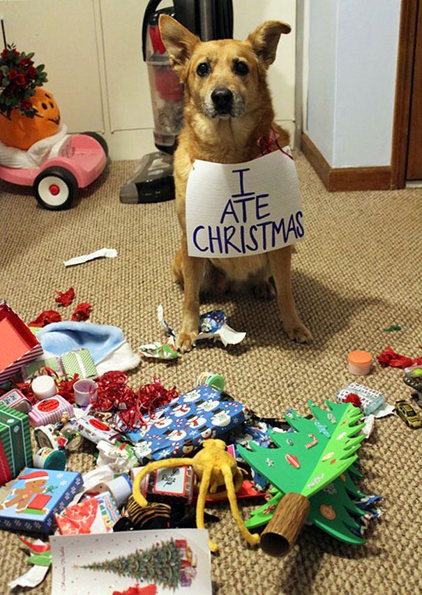 Χριστούγεννα Σκύλος σκύλοι 