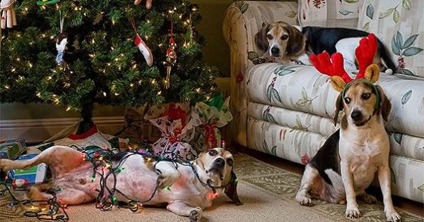 Γάτες και σκύλοι που κατέστρεψαν τα Χριστούγεννα