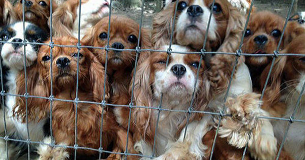 Εθελοντές διασώζουν 108 σκυλιά από παράνομο εκτροφείο