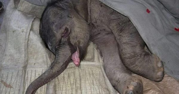 Τα ζώα δεν έχουν συναισθήματα; Αυτό το ελεφαντάκι έκλαιγε για 5 ώρες όταν το πήραν από τη μαμά του!