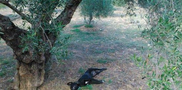 Κτηνωδία: κρέμασαν σκύλο σε δέντρο (φωτο)