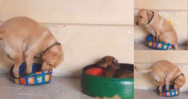 Λυπημένος σκύλος προσπαθεί να μπει μέσα σε κρεβατάκι που δεν χωράει