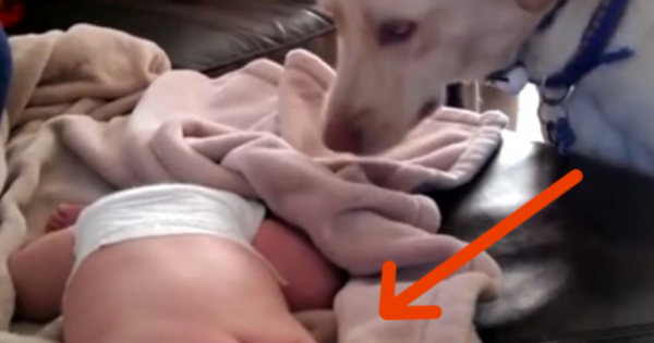 H κάμερα καταγράφει κρυφά τι κάνει το σκυλί όσο κοιμάται το μωρό. Στο 0:04 η καρδιά μας έλιωσε!