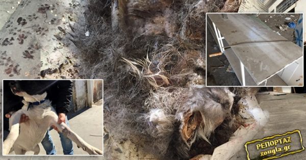 ΣΟΚ: Κολαστήριο ζώων στο Περιστέρι – Aλλοδαποί προετοίμαζαν σκύλους για να καταναλωθεί το κρέας τους!