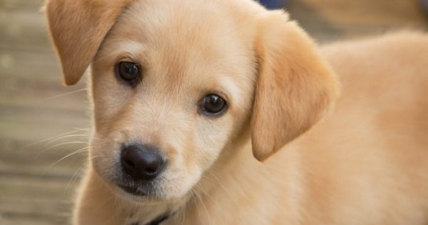Μαζική θανάτωση σκύλων με φόλες στον Βόλο – 23 νεκρά κουτάβια