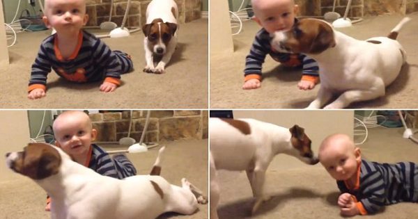 Σκυλάκι μαθαίνει σε μωρό πώς να μπουσουλήσει