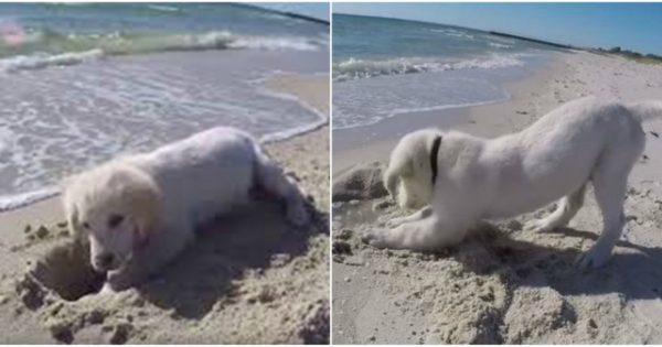 Κουτάβι παίζει στην άμμο και «τσαντίζεται» όταν του χαλάει την τρύπα το κύμα