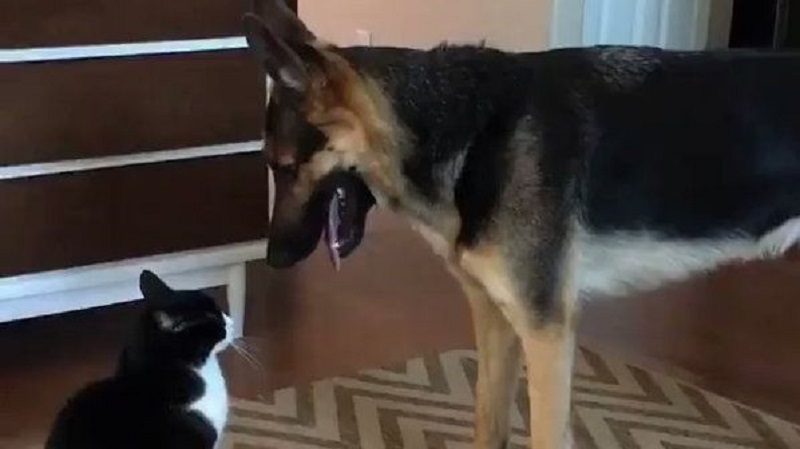 σκύλος και γάτα Σκύλος Γάτα 
