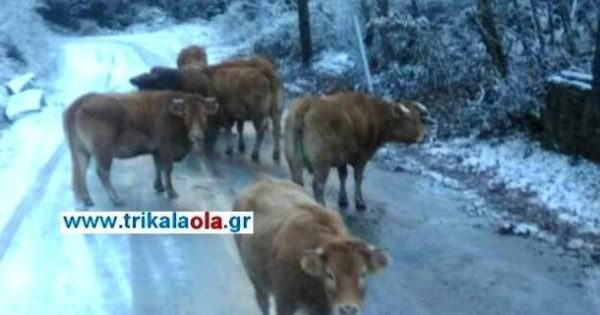 Αγελάδες τρώνε το αλάτι από τους δρόμους (Τρίκαλα)
