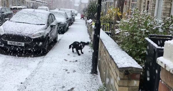Η απίθανη αντίδραση ενός σκύλου που βγαίνει στο χιόνι για πρώτη φορά (Video)