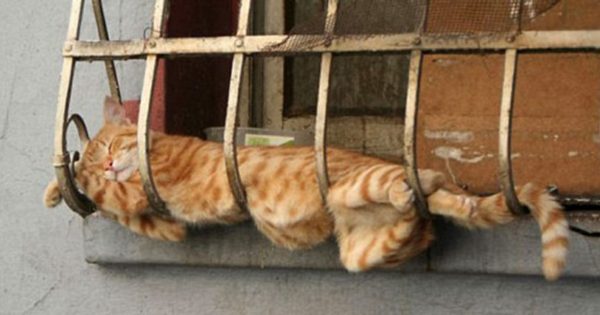 30 φωτογραφίες που αποδεικνύουν ότι οι γάτες απλά μπορούν να κοιμηθούν παντού