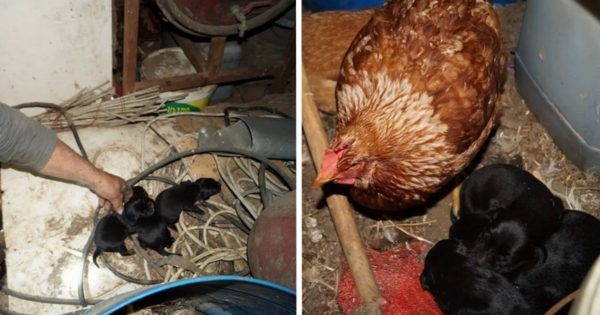 Χανιά: Κότα υιοθέτησε και φροντίζει τρία μικρά κουταβάκια