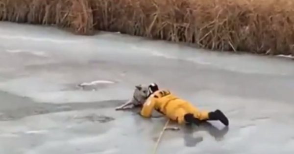 Η δραματική διάσωση ενός σκύλου που έπεσε σε παγωμένη λίμνη (video)