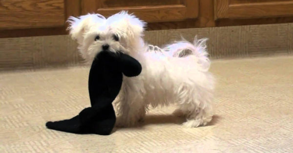 Ο σκύλος μου έφαγε μια κάλτσα! Τι κάνω;