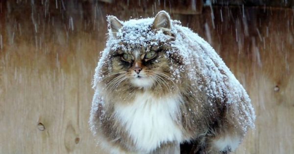 Οι παχουλές και χνουδωτές γάτες της Σιβηρίας